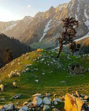 Triund Trek